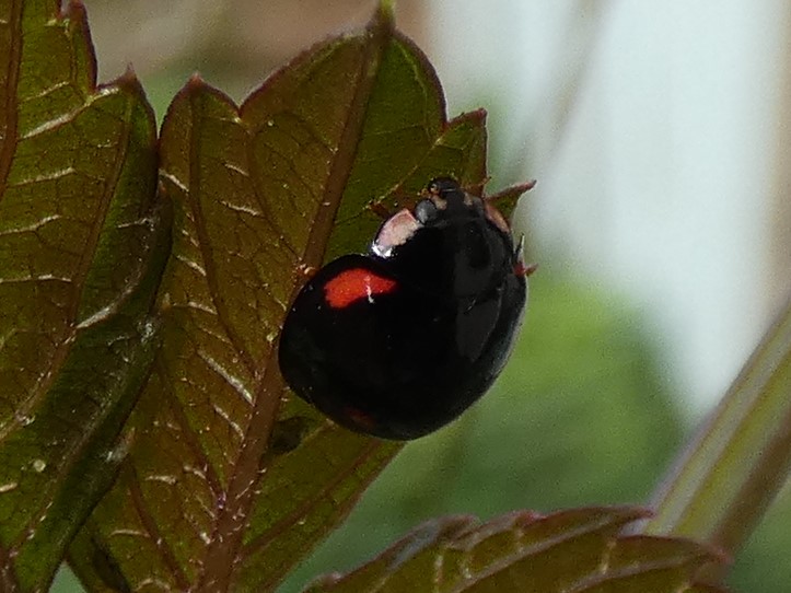 photo_6